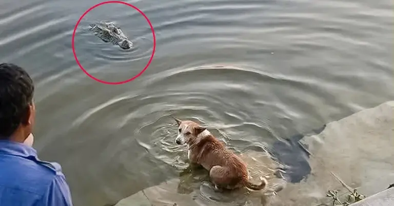 খানজাহান আলী মাজারে কুমিরের মুখে কুকুর